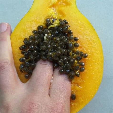 men fucking fruit|Male Fucking Fruit Porn Videos .